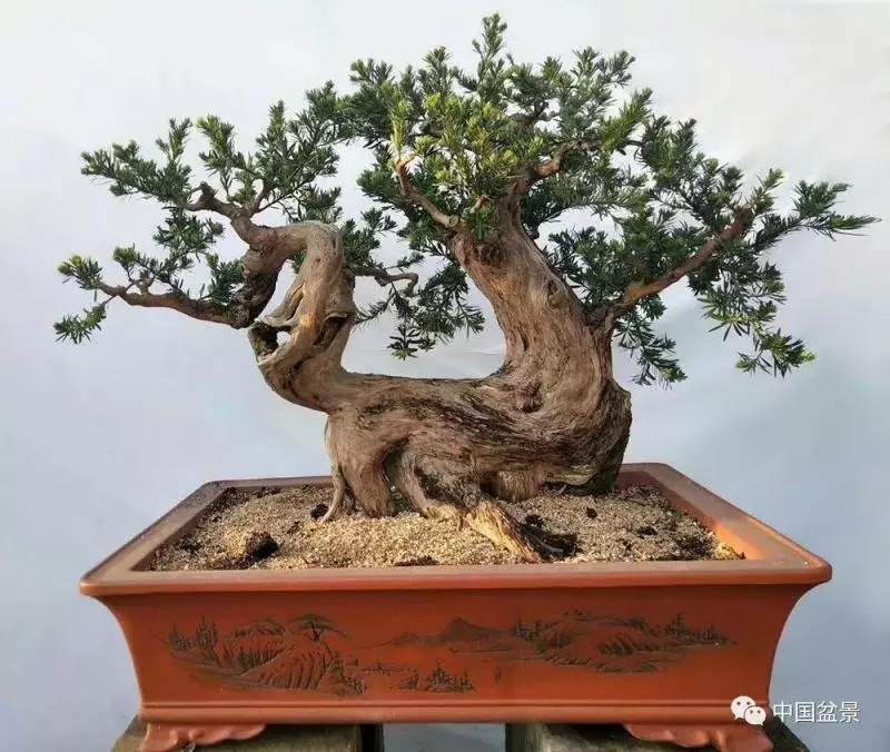精巧獨特 臻於佳景——嶺南盆景藝術大師陶大奎作品欣賞