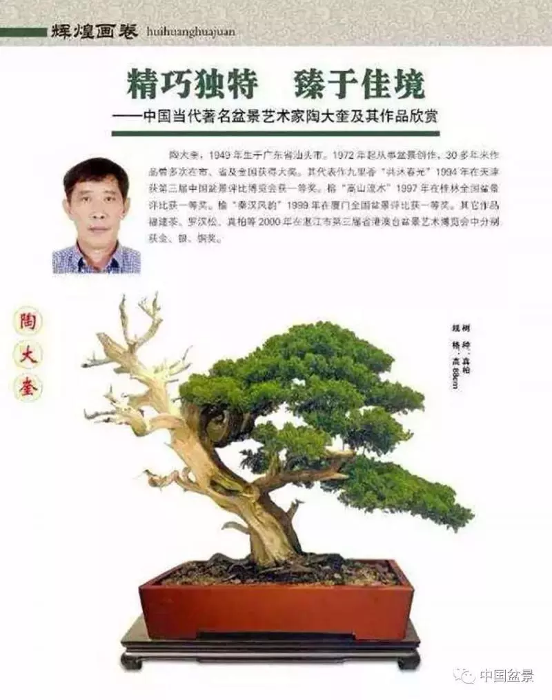 精巧獨特 臻於佳景——嶺南盆景藝術大師陶大奎作品欣賞