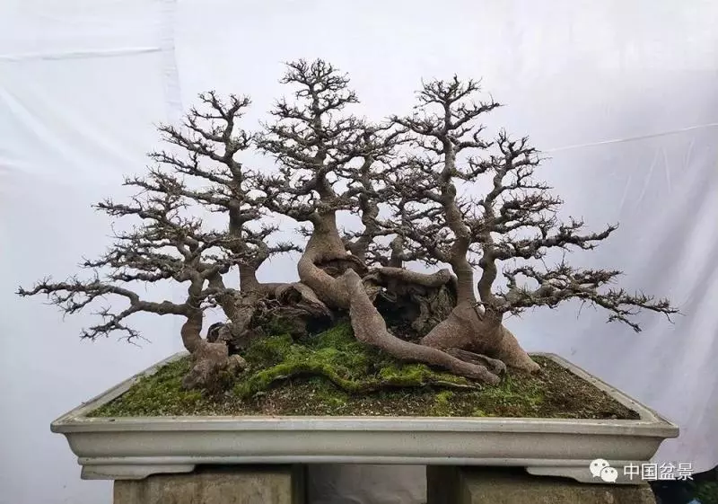 精巧獨特 臻於佳景——嶺南盆景藝術大師陶大奎作品欣賞