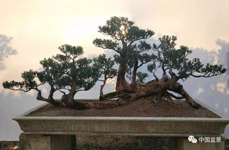 精巧獨特 臻於佳景——嶺南盆景藝術大師陶大奎作品欣賞