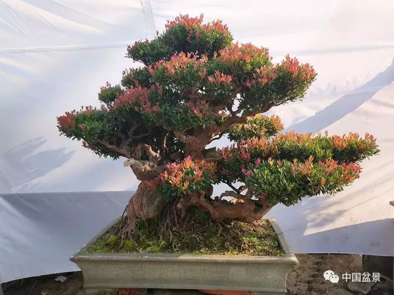 精巧獨特 臻於佳景——嶺南盆景藝術大師陶大奎作品欣賞