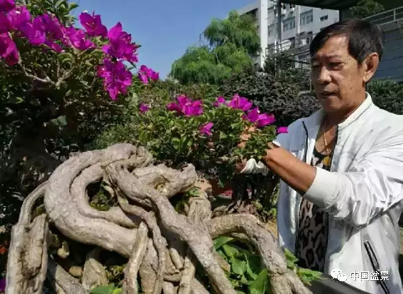 精巧獨特 臻於佳景——嶺南盆景藝術大師陶大奎作品欣賞