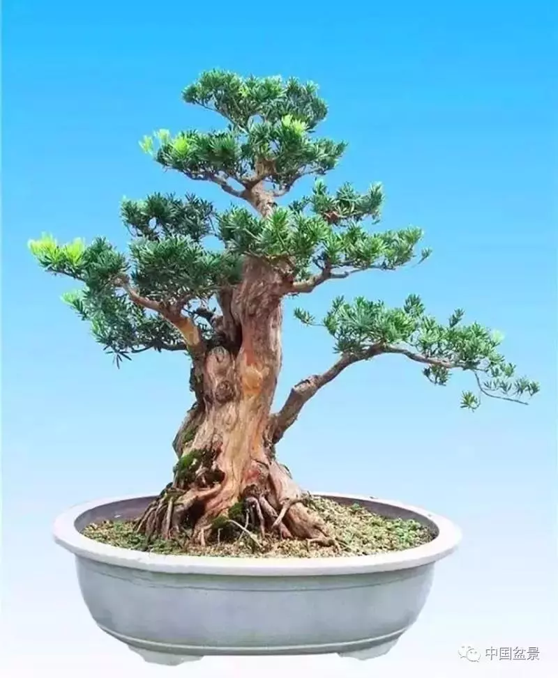 精巧獨特 臻於佳景——嶺南盆景藝術大師陶大奎作品欣賞