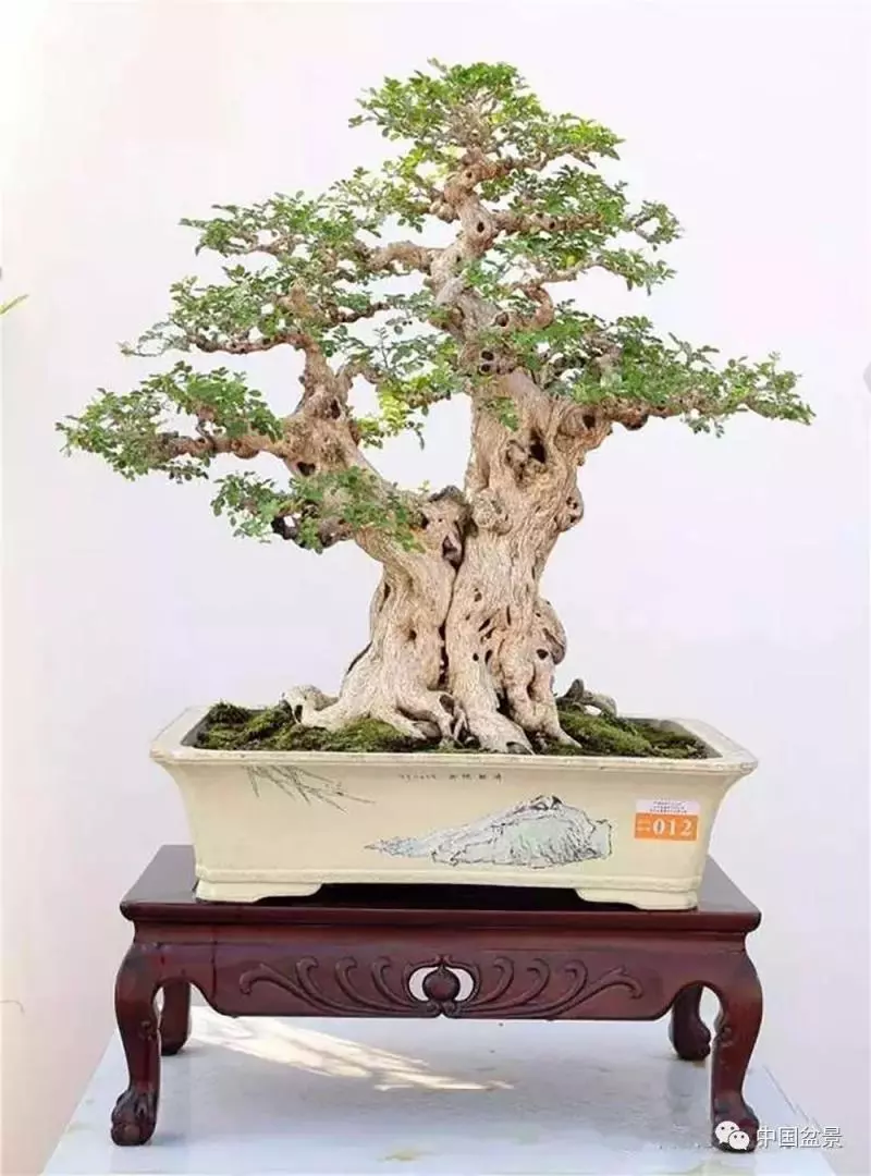 精巧獨特 臻於佳景——嶺南盆景藝術大師陶大奎作品欣賞