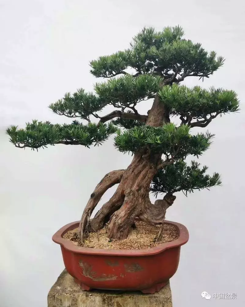 精巧獨特 臻於佳景——嶺南盆景藝術大師陶大奎作品欣賞