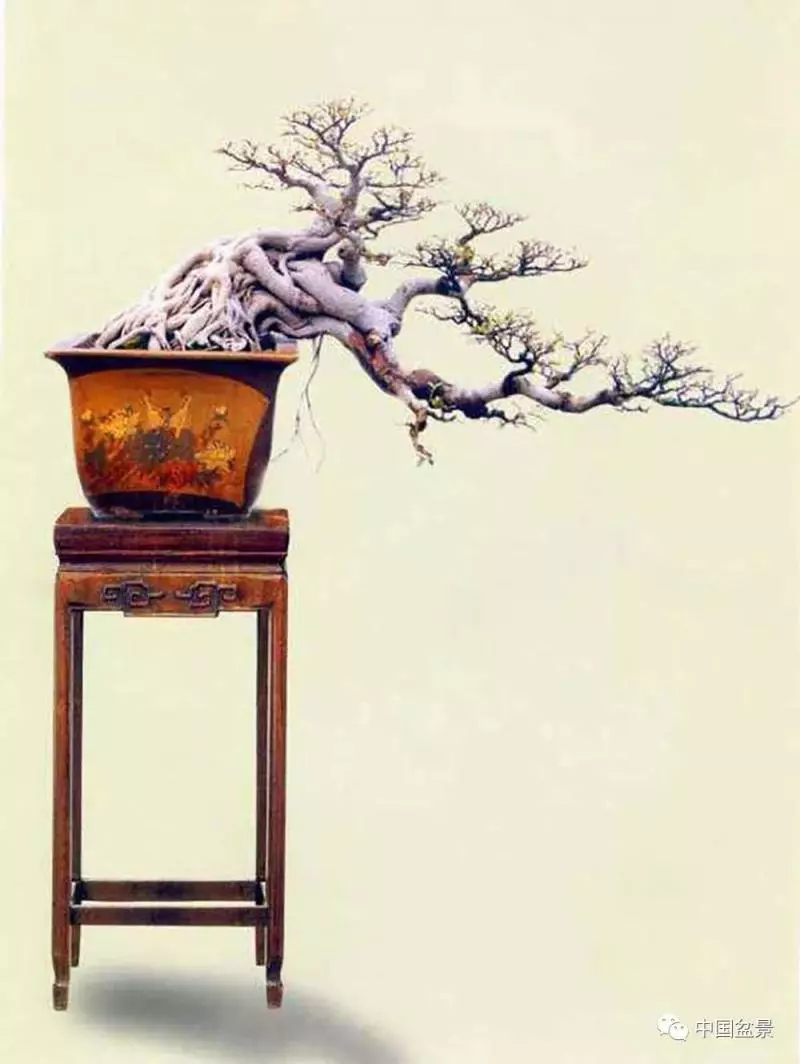 精巧獨特 臻於佳景——嶺南盆景藝術大師陶大奎作品欣賞