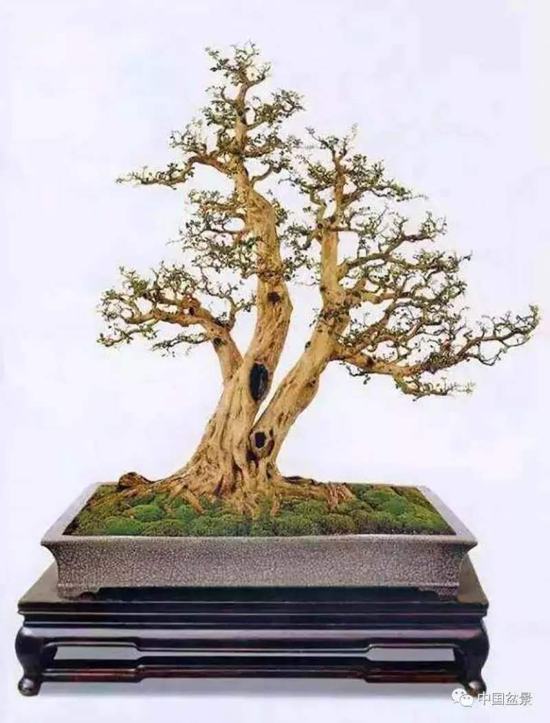 精巧獨特 臻於佳景——嶺南盆景藝術大師陶大奎作品欣賞