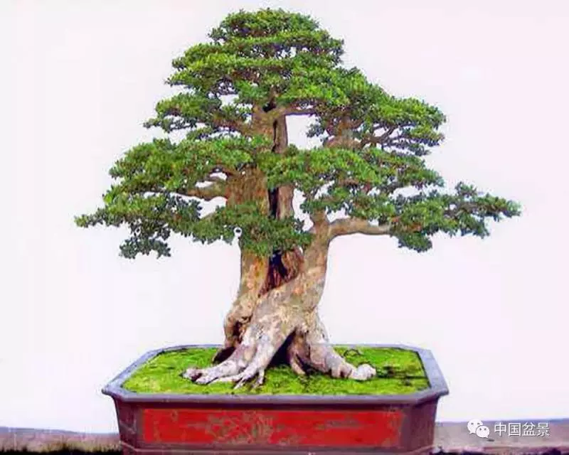 精巧獨特 臻於佳景——嶺南盆景藝術大師陶大奎作品欣賞