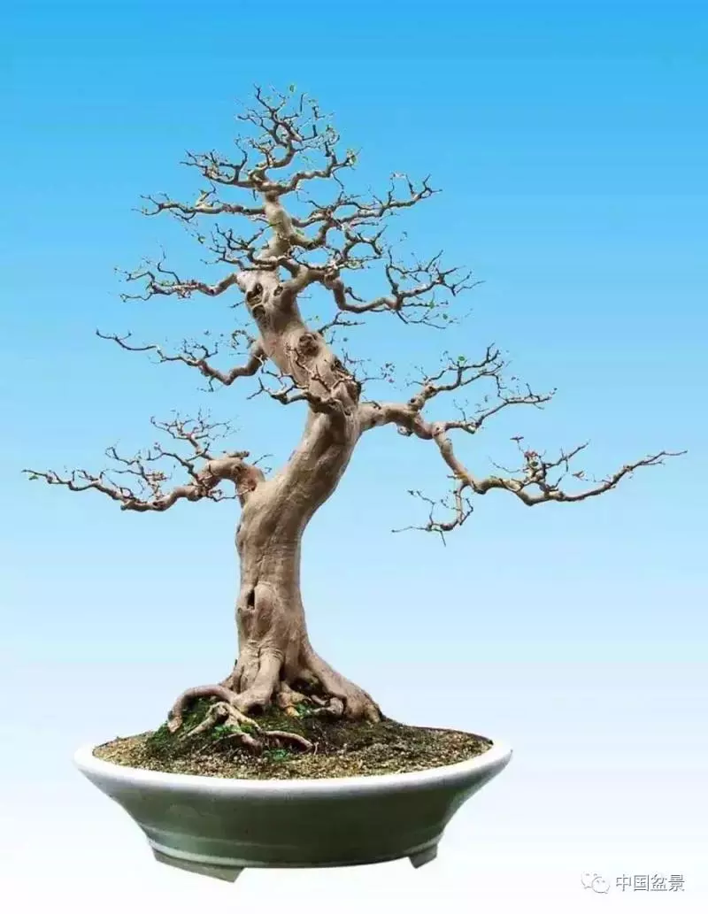 精巧獨特 臻於佳景——嶺南盆景藝術大師陶大奎作品欣賞