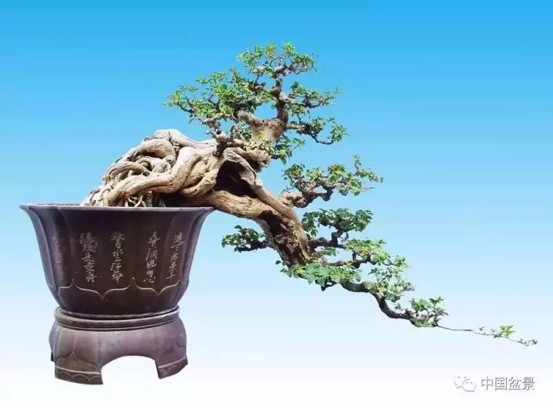 精巧獨特 臻於佳景——嶺南盆景藝術大師陶大奎作品欣賞