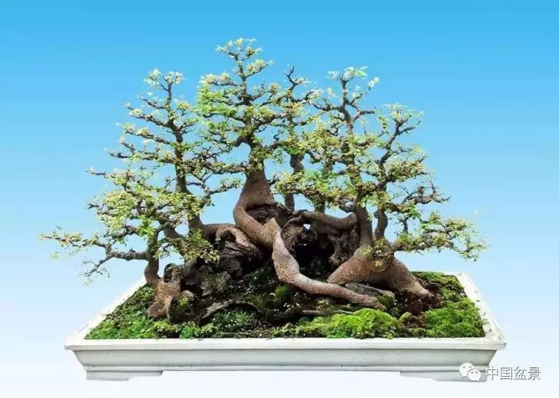 精巧獨特 臻於佳景——嶺南盆景藝術大師陶大奎作品欣賞