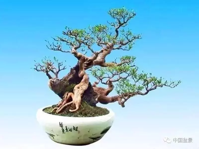 精巧獨特 臻於佳景——嶺南盆景藝術大師陶大奎作品欣賞