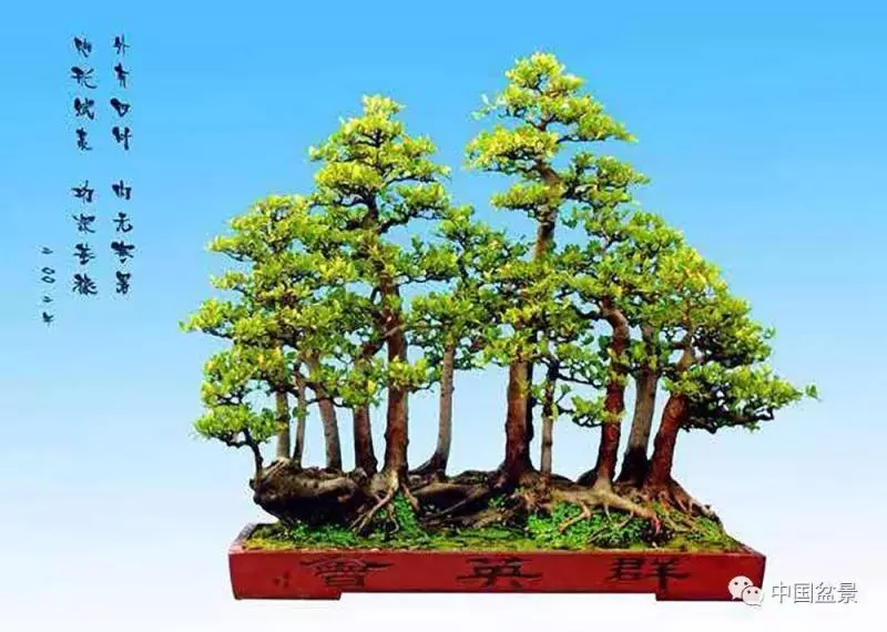 精巧獨特 臻於佳景——嶺南盆景藝術大師陶大奎作品欣賞