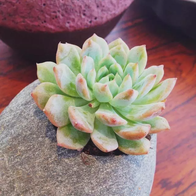 網購多肉這樣處理,大大提高成活率!