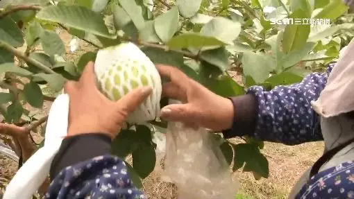 收據曝光!杉林芭樂價崩小顆1斤2元