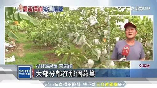 收據曝光!杉林芭樂價崩小顆1斤2元