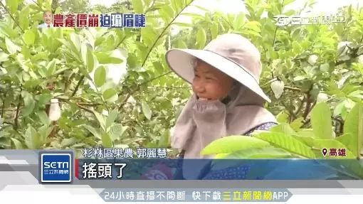 收據曝光!杉林芭樂價崩小顆1斤2元