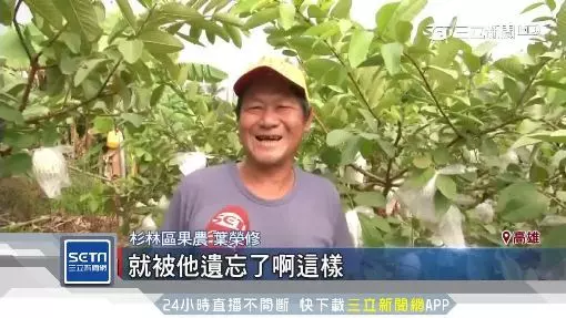 收據曝光!杉林芭樂價崩小顆1斤2元