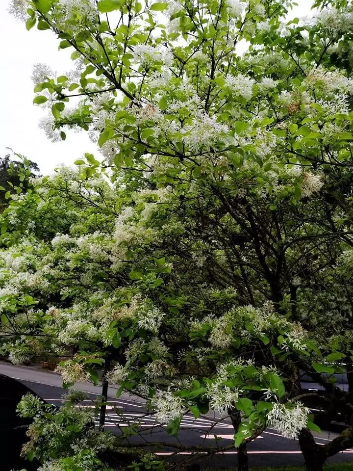 福山植物園今重新開放 「山羌美眉」嬌羞迎賓