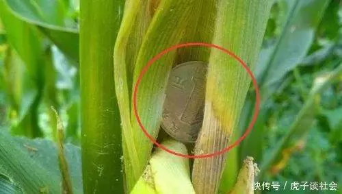 農村大爺清晨到玉米地,發現玉米上長百元大鈔,走近看卻攤在地上!