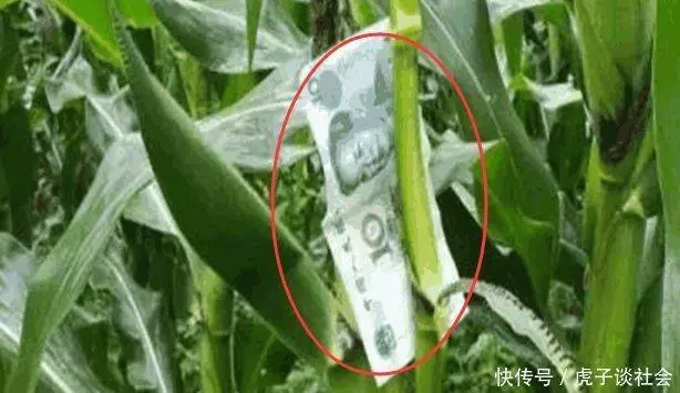 農村大爺清晨到玉米地,發現玉米上長百元大鈔,走近看卻攤在地上!