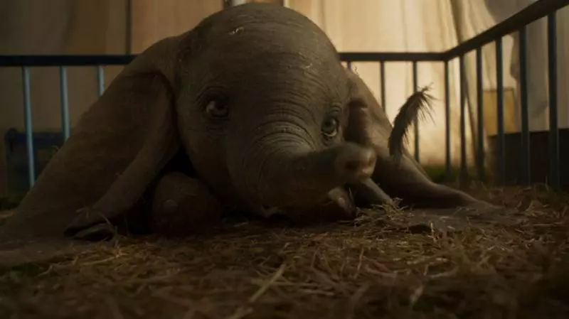 【童話里都是騙人的…】《Dumbo》原型是個悲慘故事!被馬戲團灌酒,最後還被火車撞死!