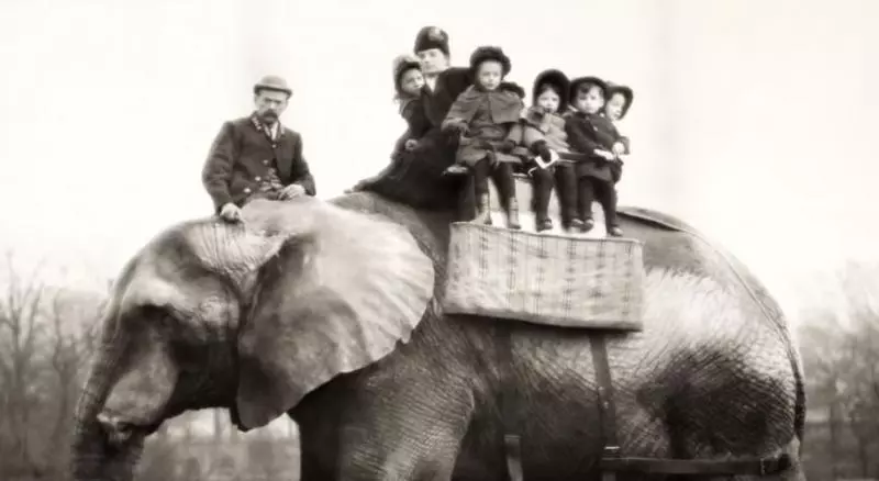 【童話里都是騙人的…】《Dumbo》原型是個悲慘故事!被馬戲團灌酒,最後還被火車撞死!