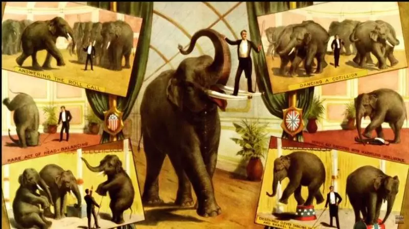 【童話里都是騙人的…】《Dumbo》原型是個悲慘故事!被馬戲團灌酒,最後還被火車撞死!