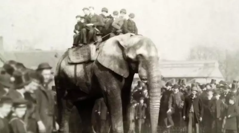 【童話里都是騙人的…】《Dumbo》原型是個悲慘故事!被馬戲團灌酒,最後還被火車撞死!