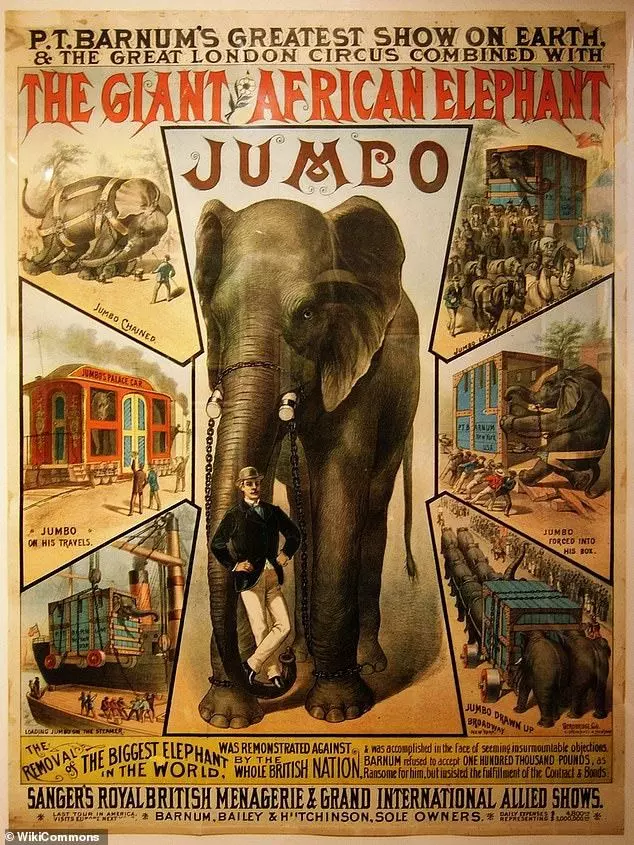 【童話里都是騙人的…】《Dumbo》原型是個悲慘故事!被馬戲團灌酒,最後還被火車撞死!