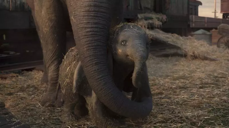 【童話里都是騙人的…】《Dumbo》原型是個悲慘故事!被馬戲團灌酒,最後還被火車撞死!