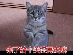 狗狗一生6大時期,要怎樣餵養呢?