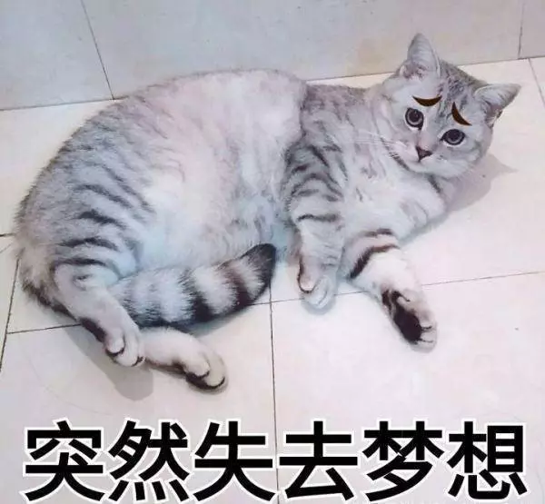 超搞笑的寵物名,一個比一個有故事,你家主子叫啥?