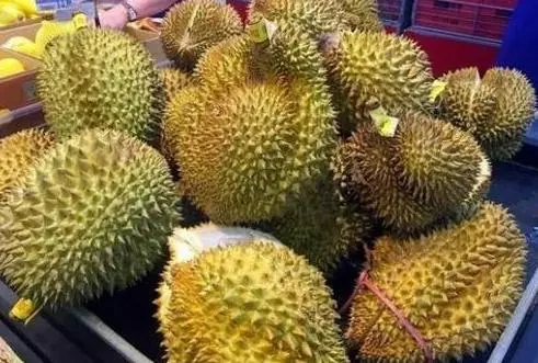 原來榴槤也分「公母」?學會這2招,保你挑到肉多口感好的母榴槤