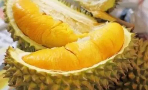 原來榴槤也分「公母」?學會這2招,保你挑到肉多口感好的母榴槤