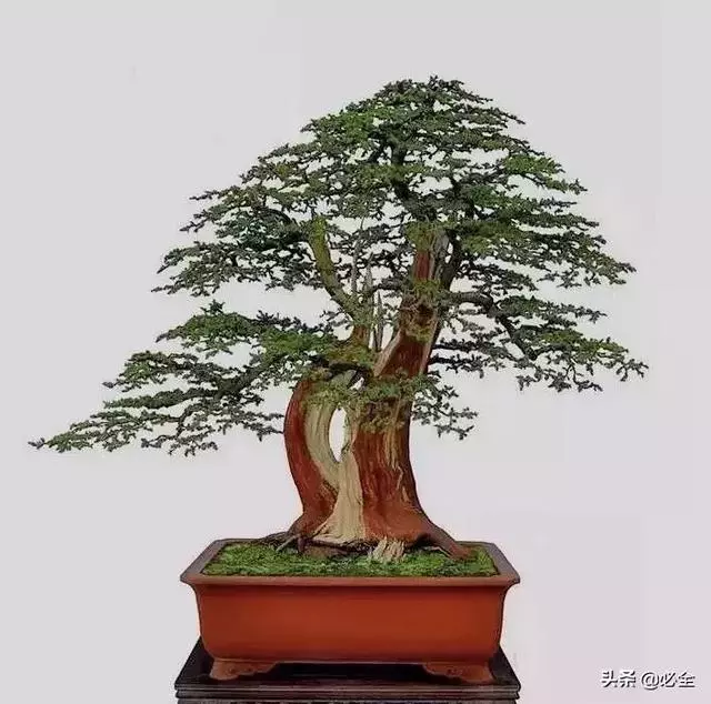盆景中常見的結頂方式有哪些呢?
