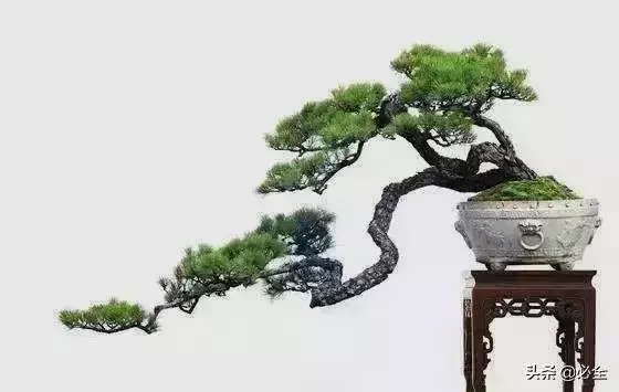 盆景中常見的結頂方式有哪些呢?