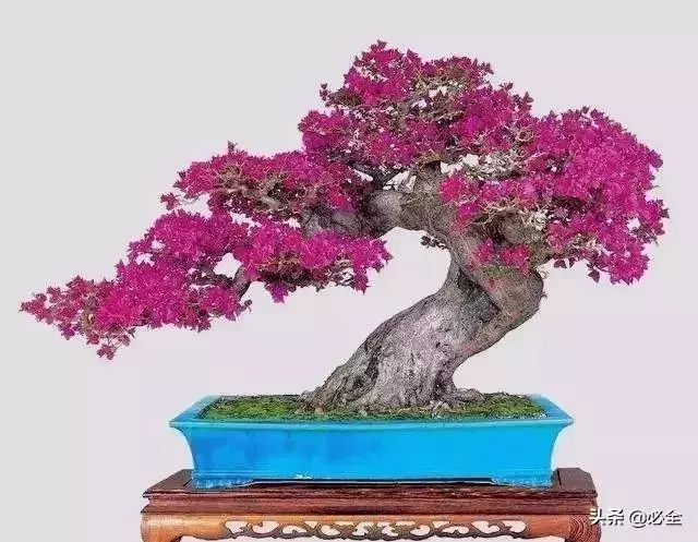 盆景中常見的結頂方式有哪些呢?