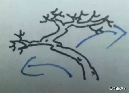 盆景中常見的結頂方式有哪些呢?
