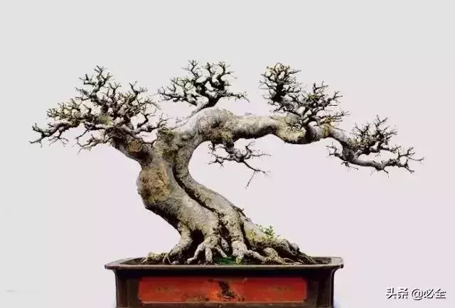 盆景中常見的結頂方式有哪些呢?