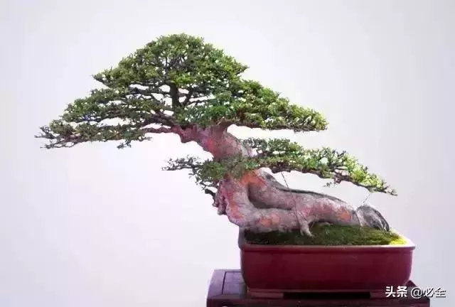 盆景中常見的結頂方式有哪些呢?