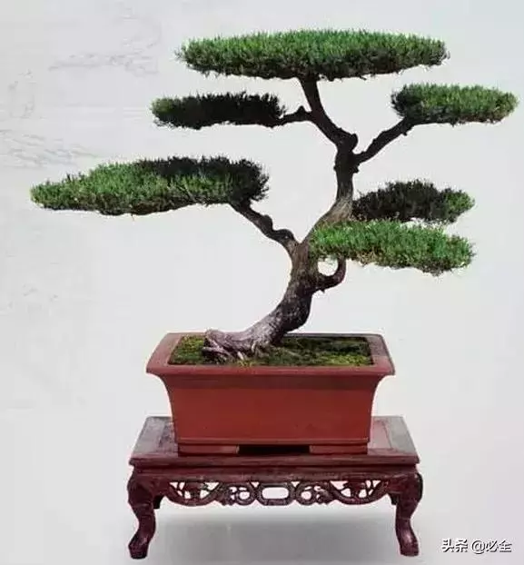 盆景中常見的結頂方式有哪些呢?