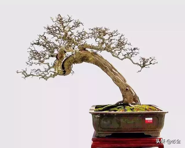盆景中常見的結頂方式有哪些呢?