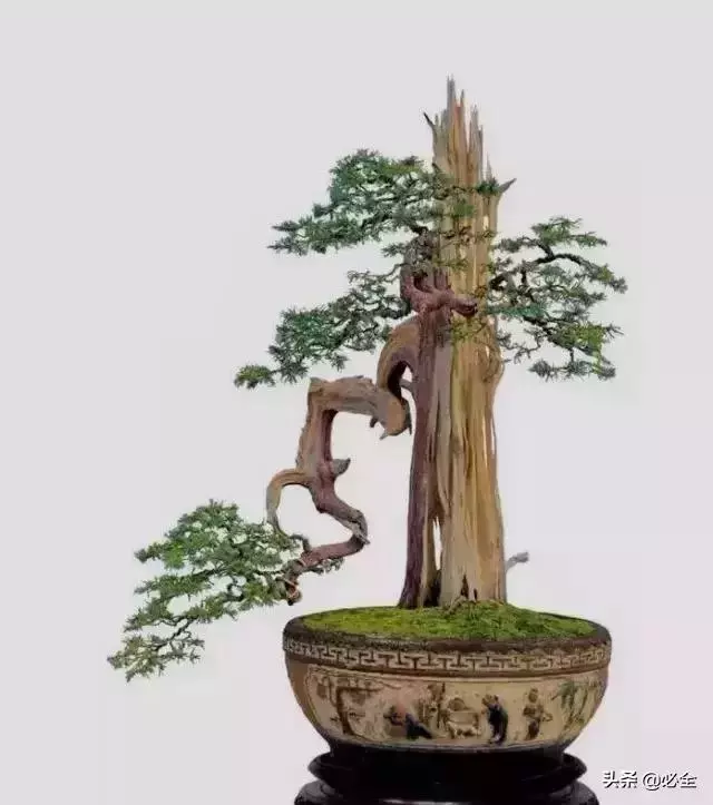 盆景中常見的結頂方式有哪些呢?