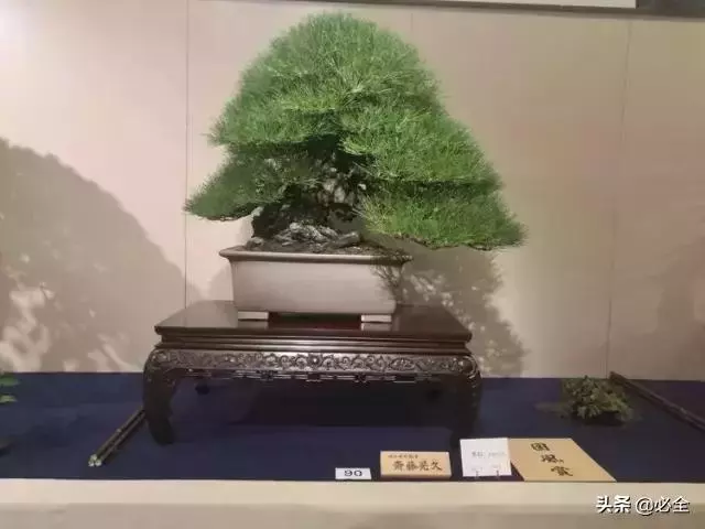 盆景中常見的結頂方式有哪些呢?