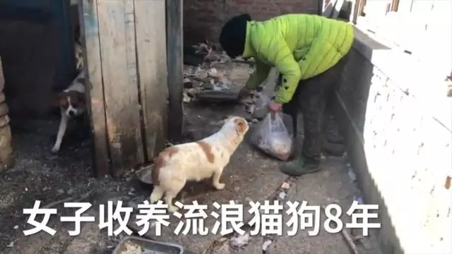 女子月入2000,收養上百隻流浪寵物卻沒錢給自己治病