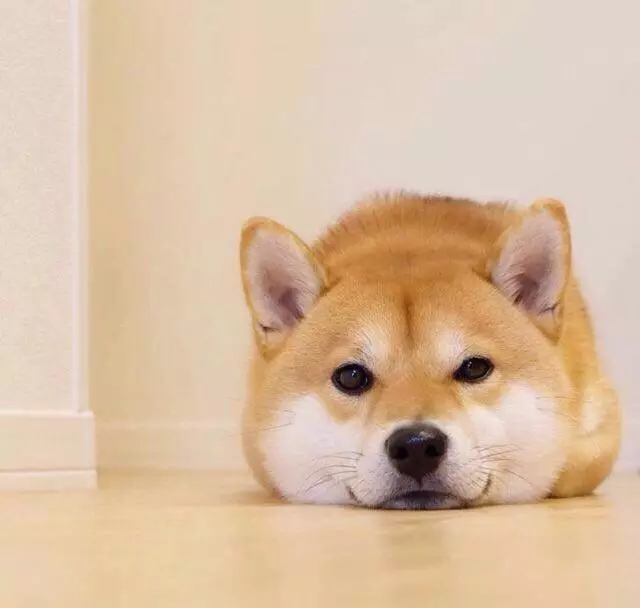 教你三招,讓狂吠不止的狗狗安靜下來