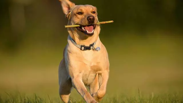 教你三招,讓狂吠不止的狗狗安靜下來