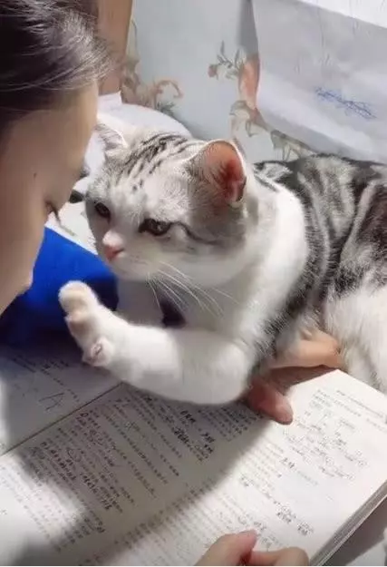 貓咪對嬰兒這麼忍耐,是因為愛嗎?