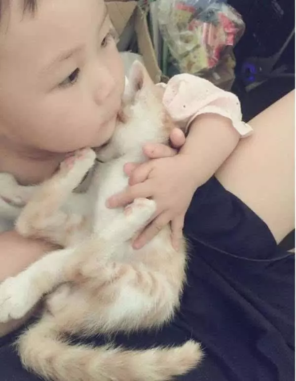 貓咪對嬰兒這麼忍耐,是因為愛嗎?